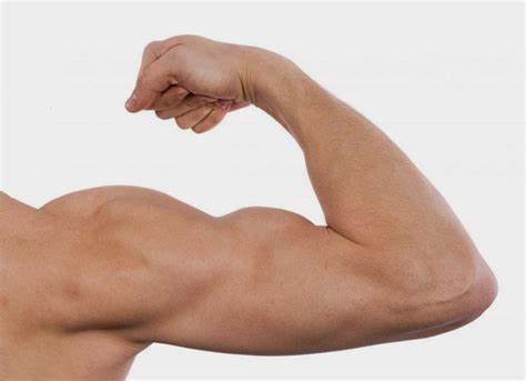 Building Biceps: Unleashing the Power of Arm Strength