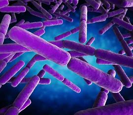 Purple Bacteria: Harnessing Nature’s Photosynthetic Power