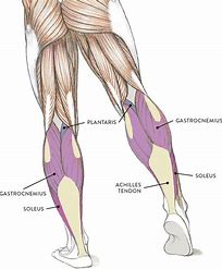 Leg Muscles: The Powerhouses of Movement