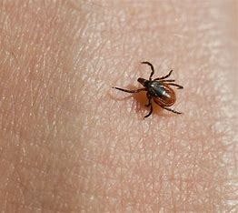 Tick Diseases: Understanding Risks, Prevention, and Treatment