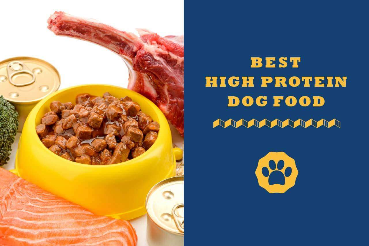 High Protein Food for Dogs: Promoting Canine Health and Nutrition