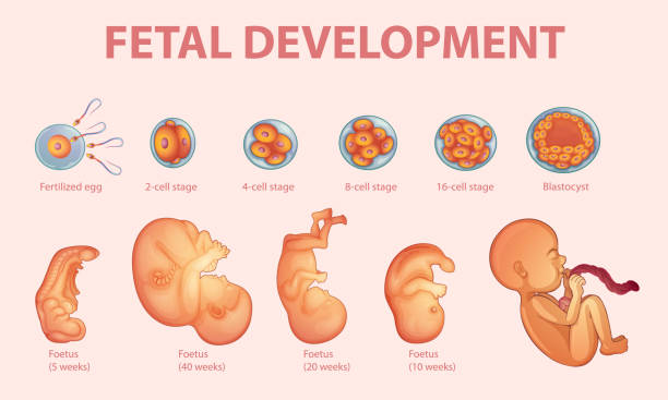 The Science of Fetal Development: How Your Health Affects Your Baby