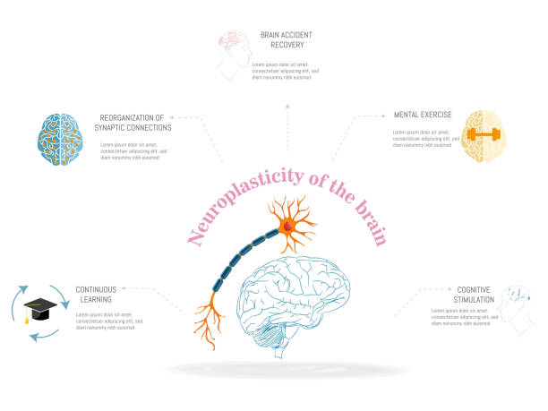 Understanding Neuroplasticity: Rewiring Your Brain for Better Health