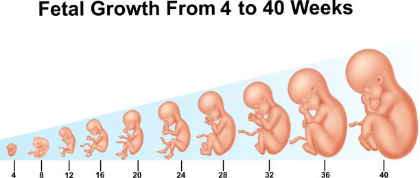 The Science of Fetal Development: How Your Health Affects Your Baby